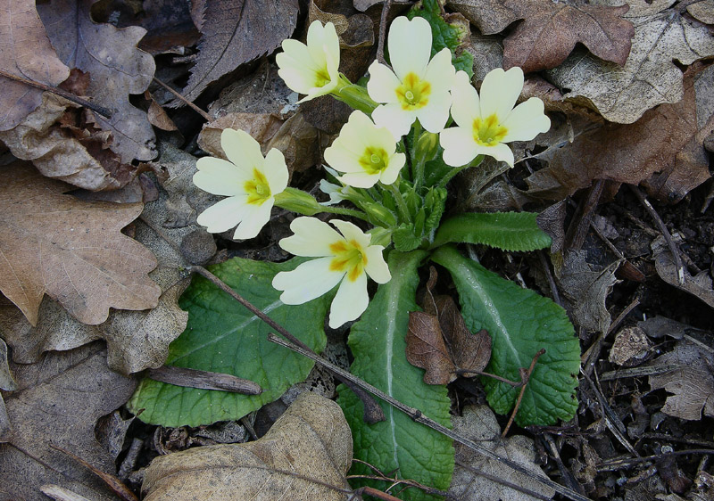 Ritrovamenti odierni.